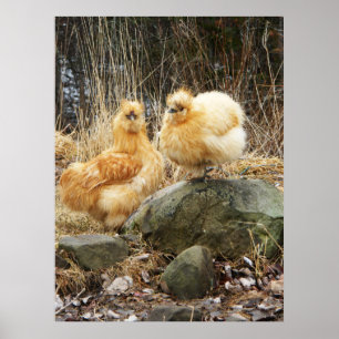 Buff Silkie Chickens Standing Together Poster