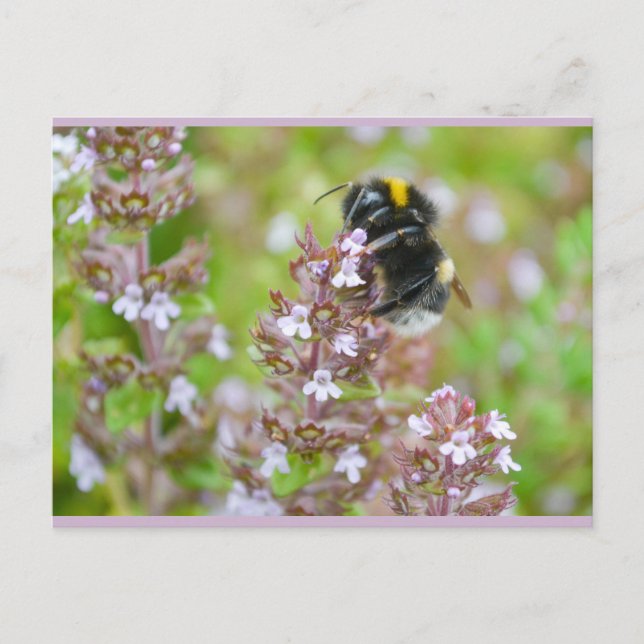 Buff-Tailed Bumblebee on Garden Thyme Postcard (Front)