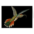 Buff-tailed Sicklebill