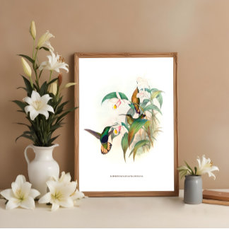 Buff-tailed Velvet-breast, Hummingbirds art Poster