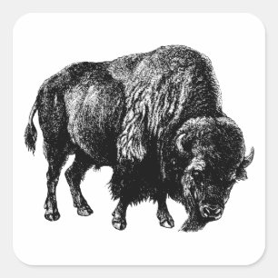Buffalo American Bison Vintage Wood Engraving Square Sticker