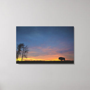 Buffalo At Sunset In Elk Island National Park Canvas Print