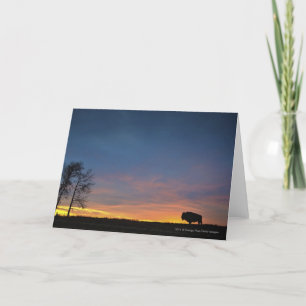 Buffalo At Sunset In Elk Island National Park Card