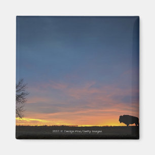 Buffalo At Sunset In Elk Island National Park Magnet