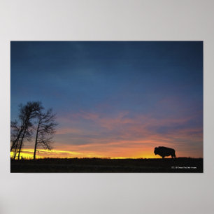 Buffalo At Sunset In Elk Island National Park Poster