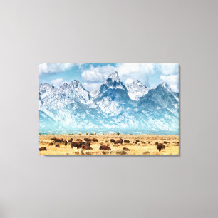 Buffalo Below the Grand Teton Mountains Canvas Print
