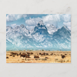 Buffalo Below the Grand Teton Mountains Postcard