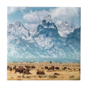 Buffalo Below the Grand Teton Mountains Tile