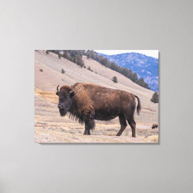 Buffalo Bison American Wildlife Canvas Print (Front)