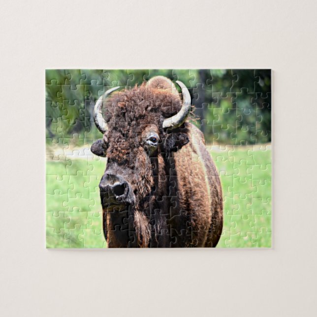 Buffalo (Bison) Jigsaw Puzzle (Horizontal)