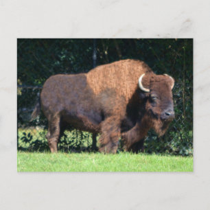Buffalo (Bison) Kansas, Oklahoma, Wyoming Postcard