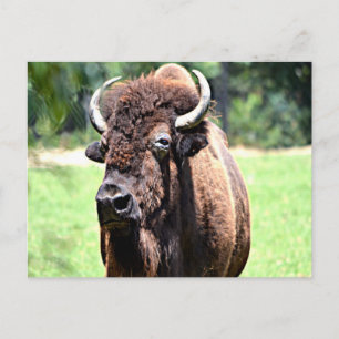 Buffalo (Bison) Postcard