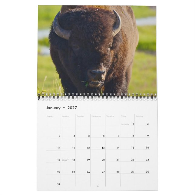 Buffalo Calendar 2013 (Jan 2027)