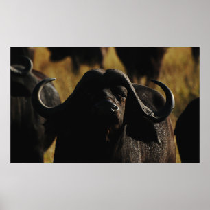 Buffalo Cape safari wall hangings Poster