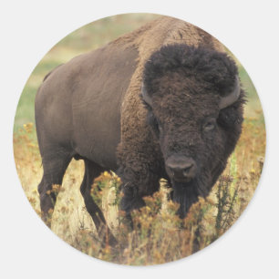 Buffalo Classic Round Sticker