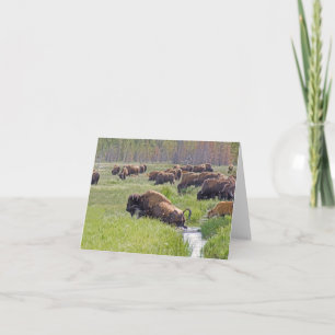 Buffalo Crossing Note Card