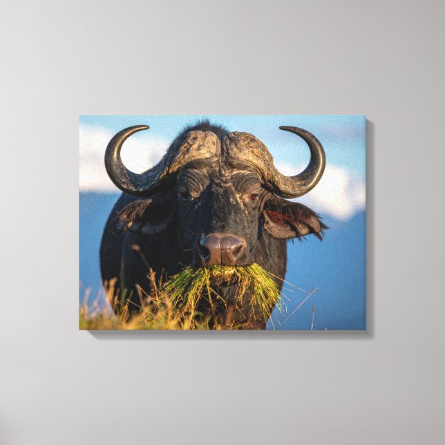 buffalo eating grass canvas print (Front)