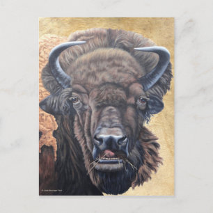 Buffalo Eating Postcard