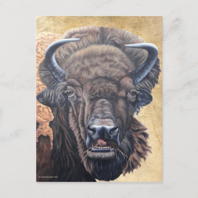 Buffalo Eating Postcard (Front)