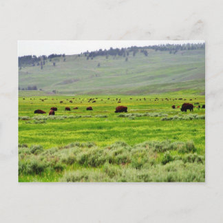 Buffalo Field Postcard