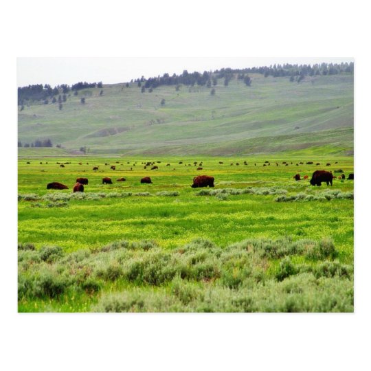 Buffalo Field Postcard