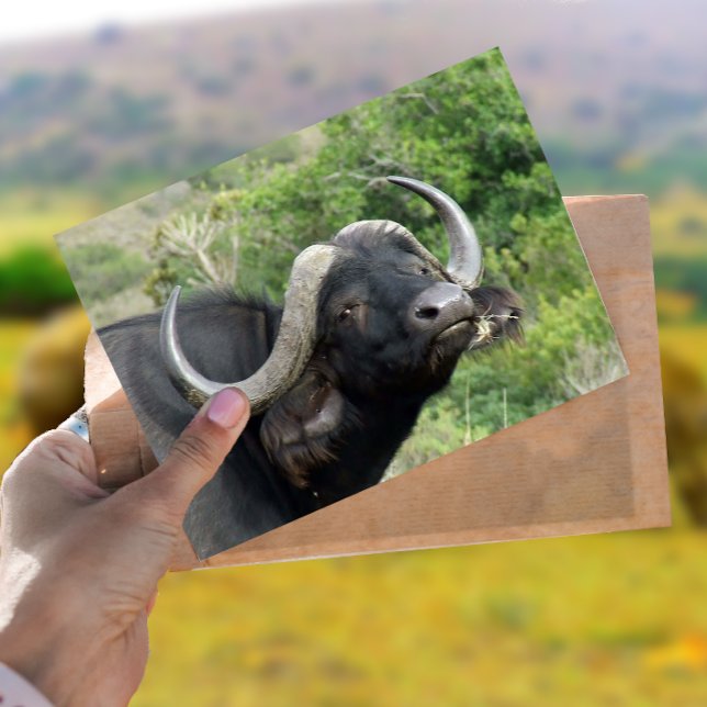 Buffalo Grass Postcard (Creator Uploaded)