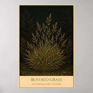 Buffalo Grass Poster