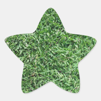 Buffalo grass star sticker
