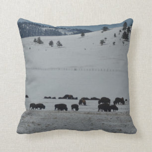 Buffalo grazing on snow covered mountain cushion