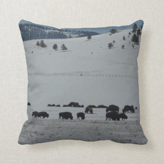 Buffalo grazing on snow covered mountain cushion