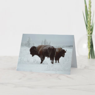 Buffalo greeting card