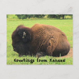 buffalo, Greetings from Kansas! Postcard