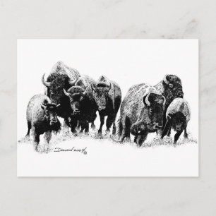 Buffalo Herd Postcard