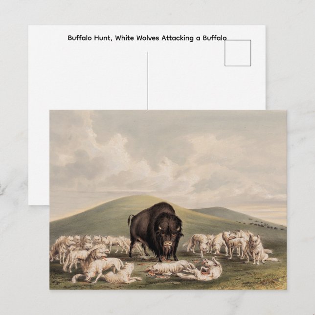  Buffalo Hunt, White Wolves Attacking a Buffalo  Postcard (Front/Back)