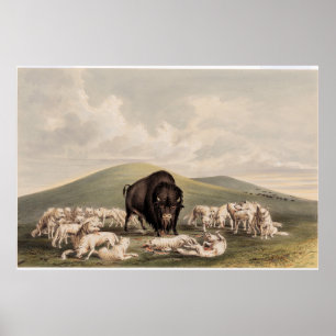 Buffalo Hunt, White Wolves Attacking a Buffalo  Poster