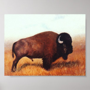 Buffalo III Poster