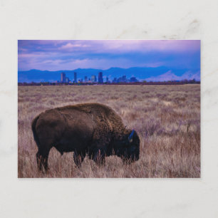 Buffalo in Denver, Colorado Postcard