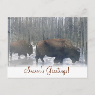 Buffalo in the Snow Season's Greetings Postcard