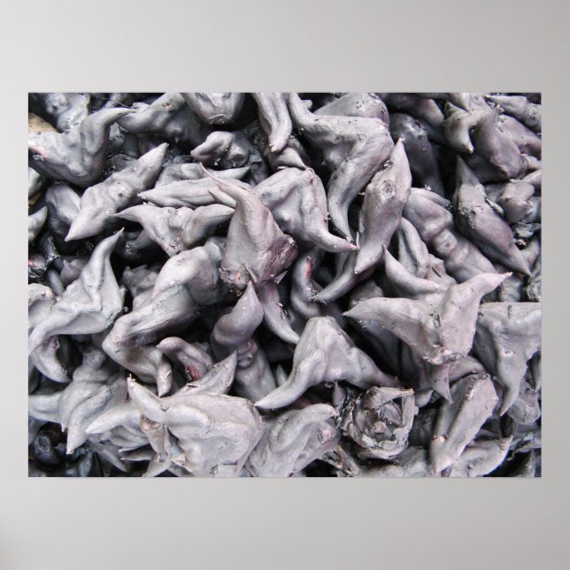 Buffalo Nuts - Water Caltrop Poster (Front)