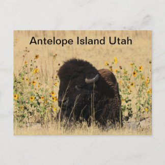 Buffalo on Antelope Island in Utah Postcard