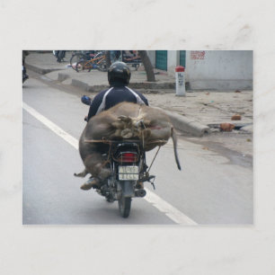 Buffalo on Motorbike-Vietnam Postcard