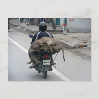 Buffalo on Motorbike-Vietnam Postcard
