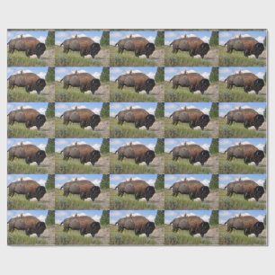 Buffalo on sunny day wrapping paper