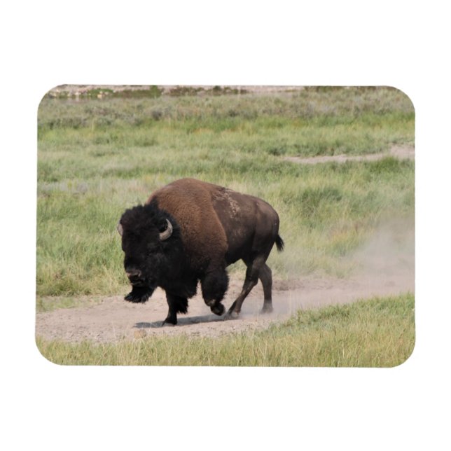 Buffalo on the move, Photography Magnet (Horizontal)