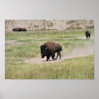 Buffalo on the move, Photography