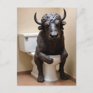 Buffalo on Toilet Postcard