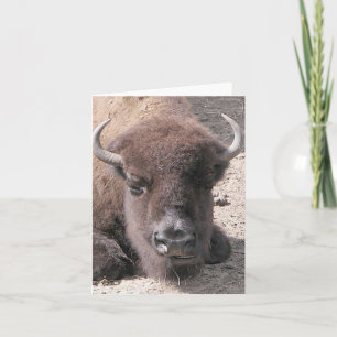 Buffalo Photo Folded Note Card