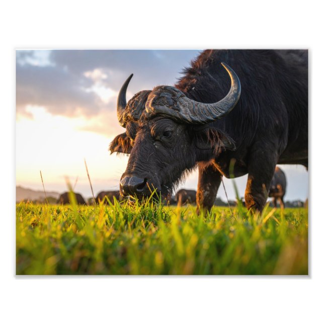 buffalo photo print (Front)