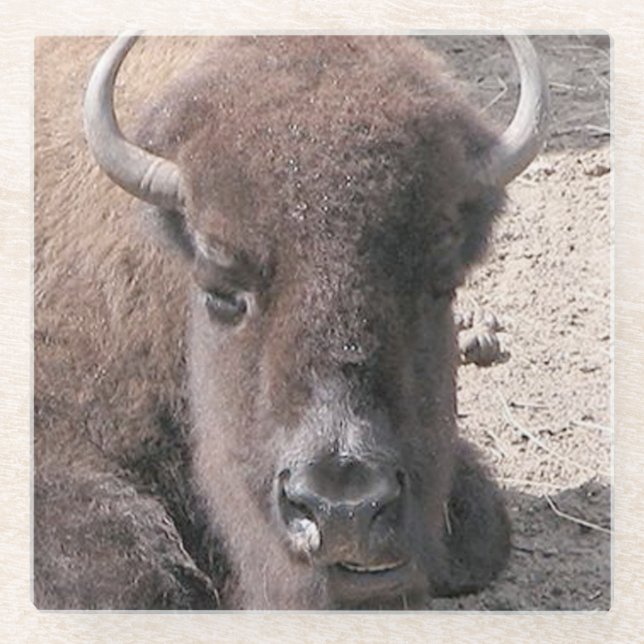 Buffalo Photo Square Glass Coaster (Front)