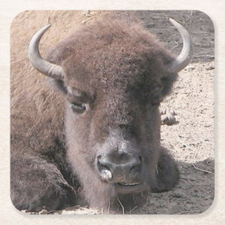 Buffalo Photo Square Paper Coaster